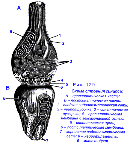 Рис. 129. Схема строения синапса