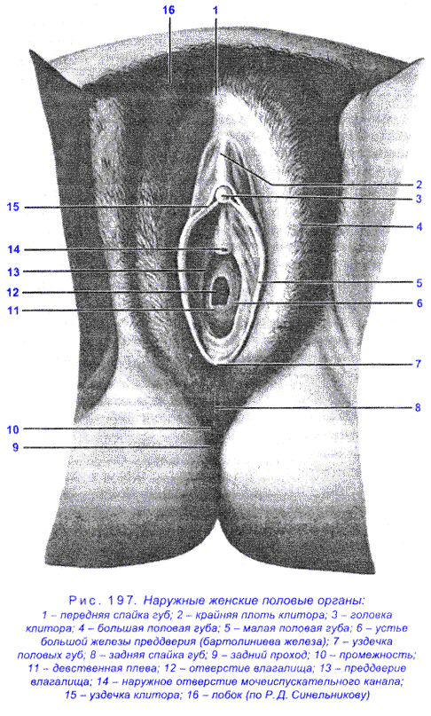 Строение внешних половых органов женщины (71 фото)
