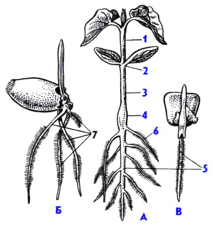 Рис. 51(бот-ка). Строение проростков растений