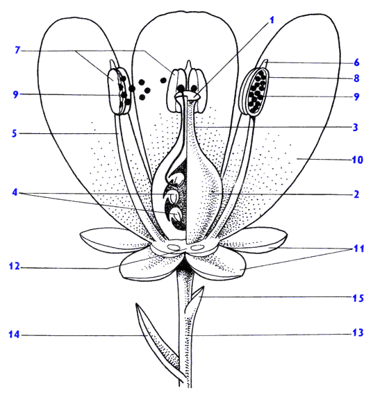 Рис. 87(бот-ка). Схема строения цветка
