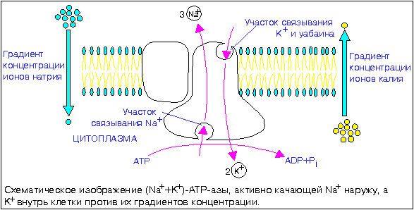 рис.6-53 ATP-аза: схема работы