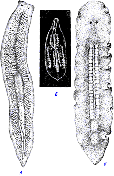 Egyenesbelű örvényféregalakúak – Wikipédia