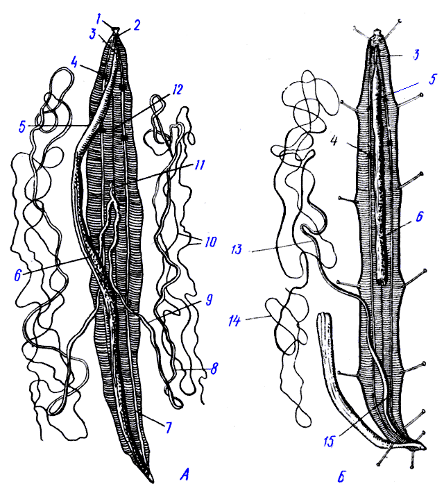 Схема строения аскариды