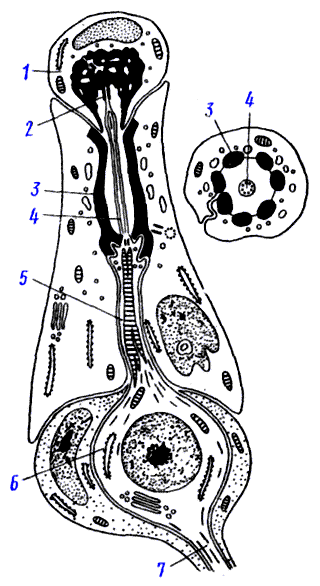 Схема Клетки Фото