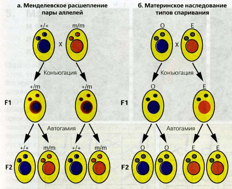 read фм достоевский