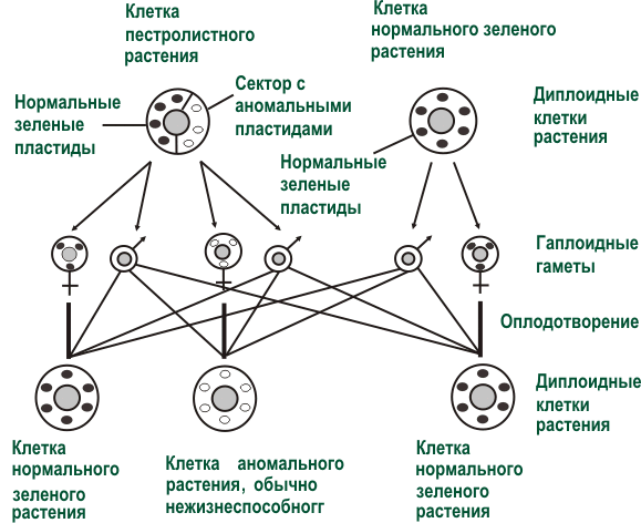 free Осцилятор Дуффинга: Учебное