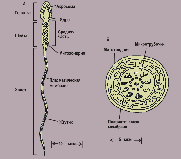 Строение сперматозоида