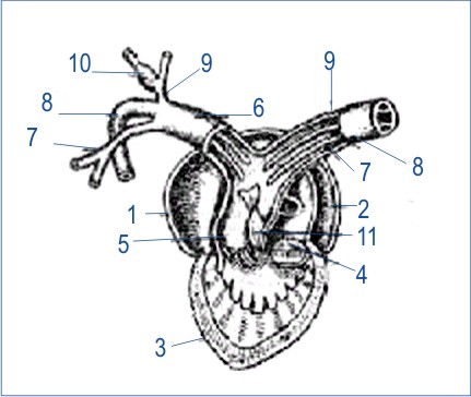 Рис. 74. Схема строения вскрытого сердца лягушки